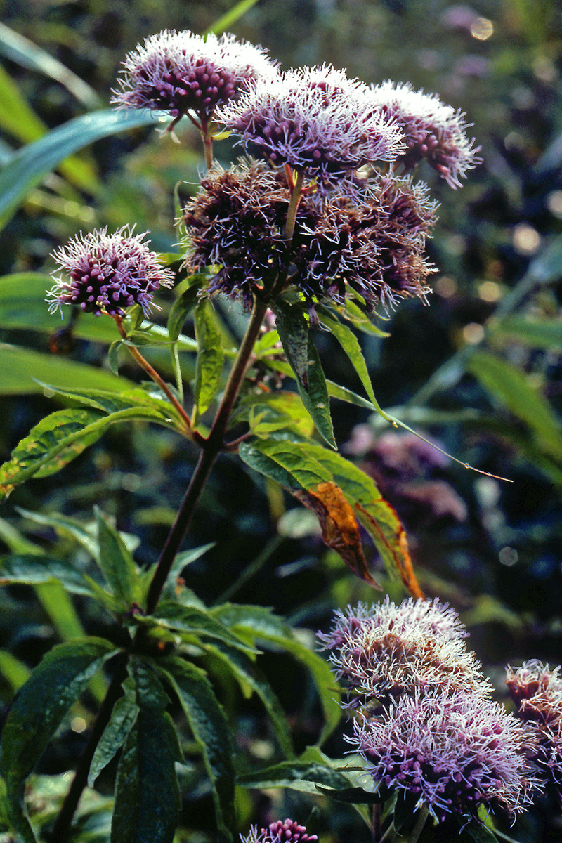Asteraceae Eupatorium cannabinum