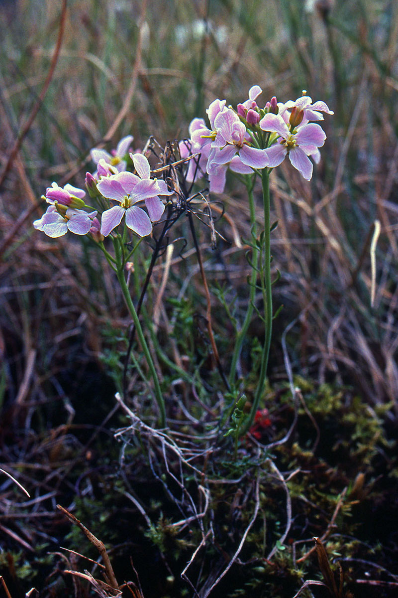 Brassicaceae Cardamine pratensis