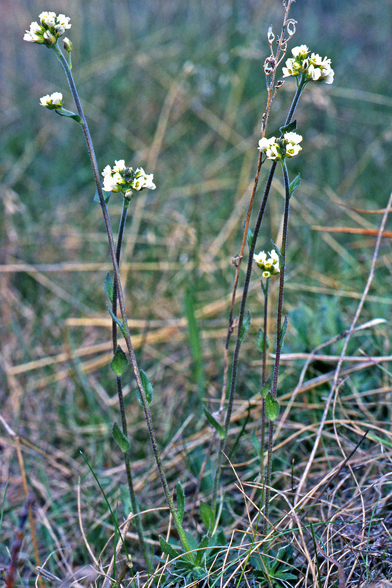 Brassicaceae Draba glabella