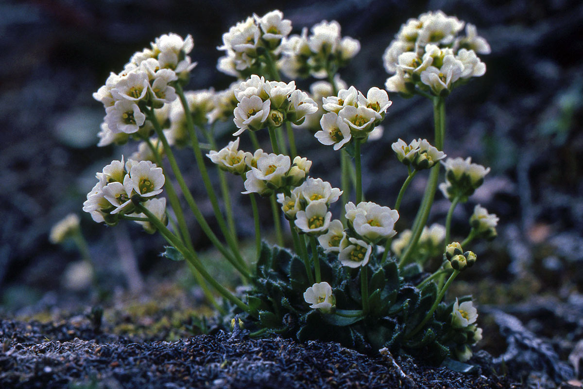 Brassicaceae Draba lactea