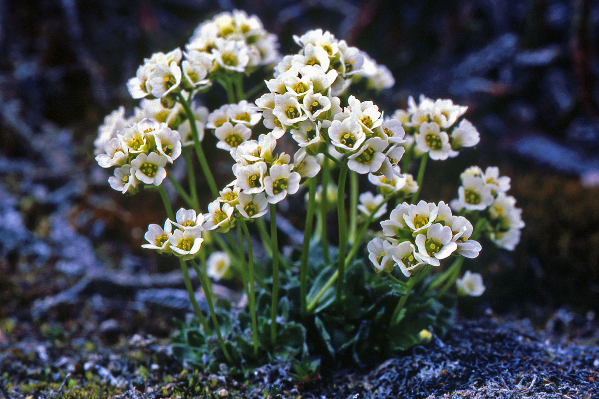Brassicaceae Draba lactea