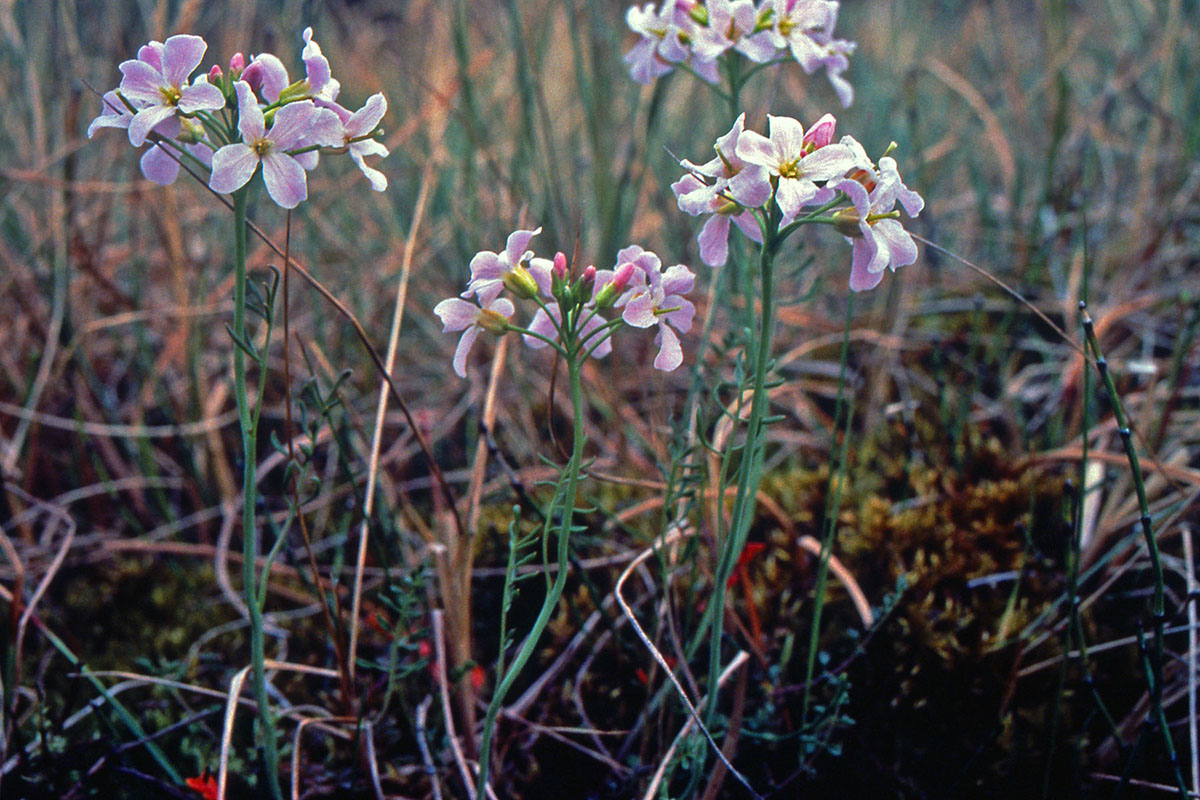 Brassicaceae Cardamine pratensis