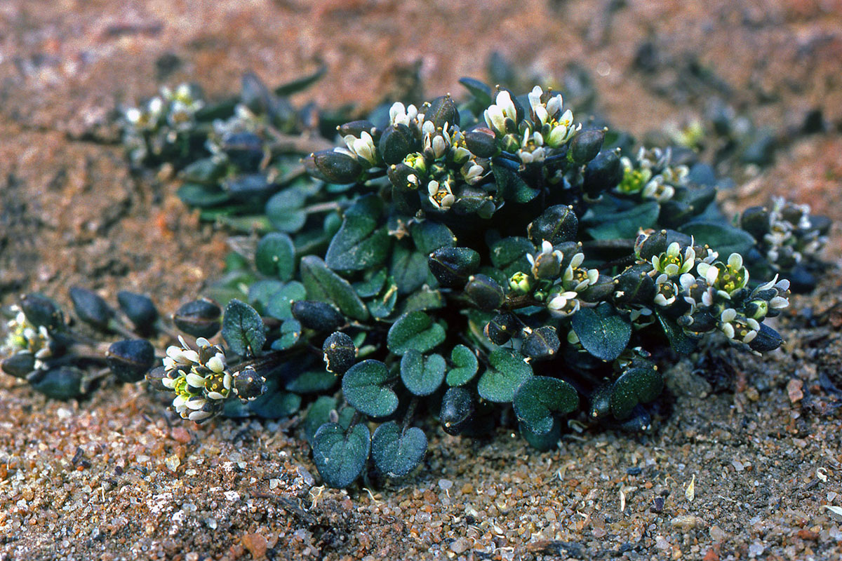 Brassicaceae Cochlearia groenlandica