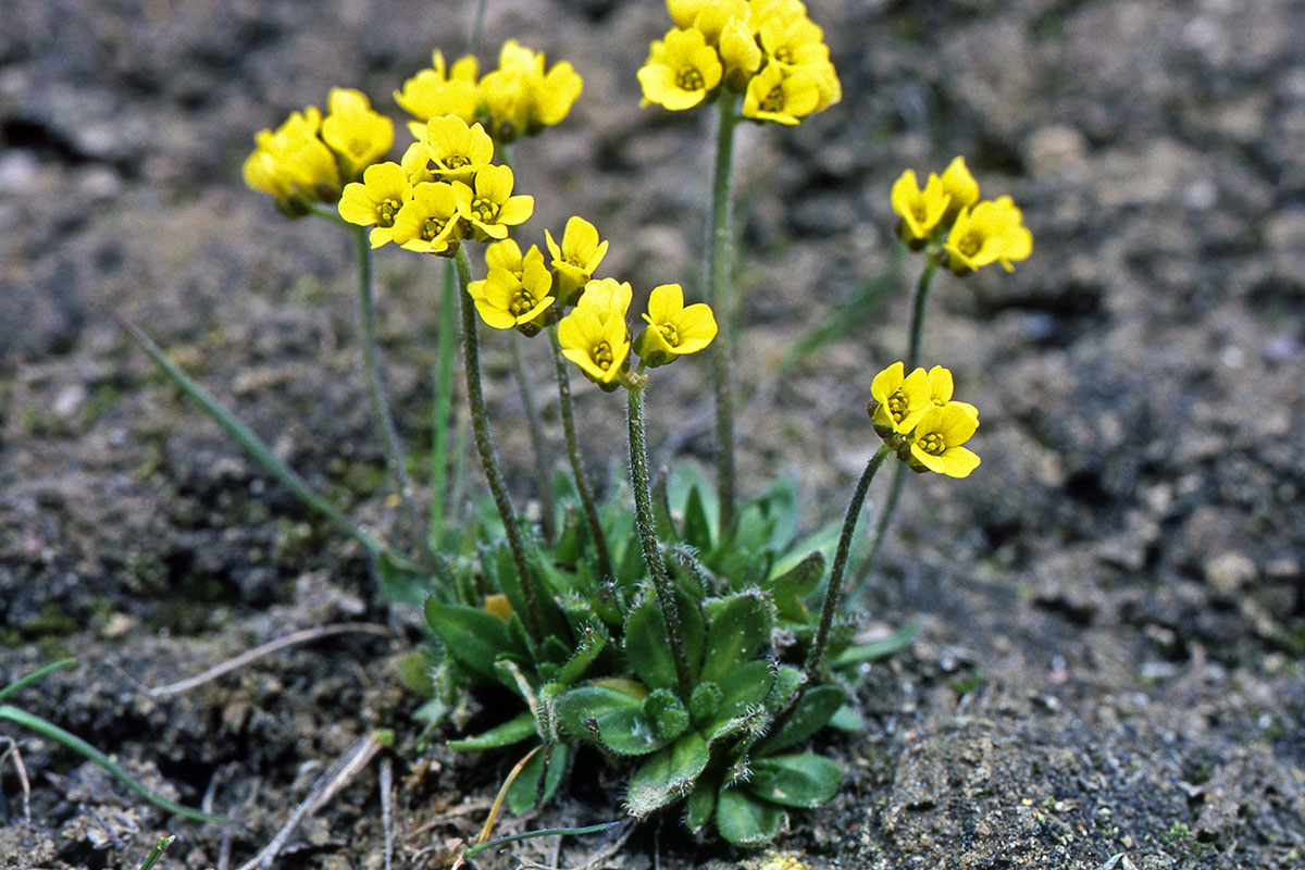 Brassicaceae Draba alpina