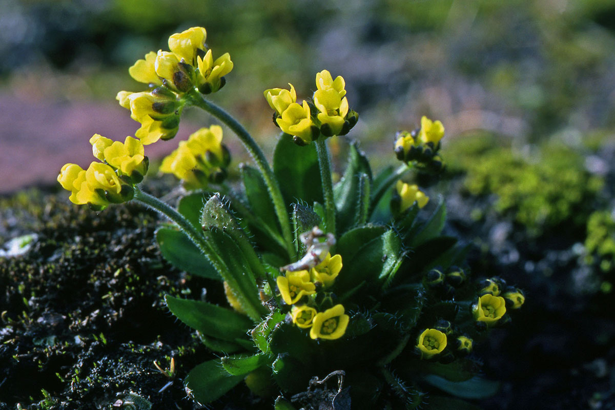 Brassicaceae Draba alpina