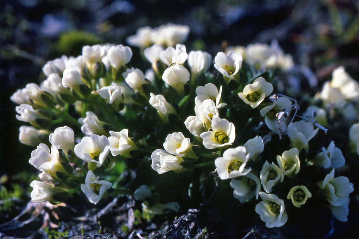 Brassicaceae Draba oxycarpa