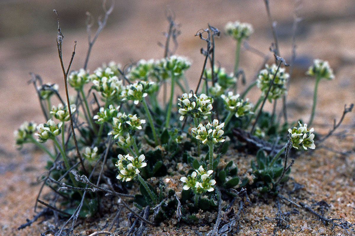 Brassicaceae Draba subcapitata