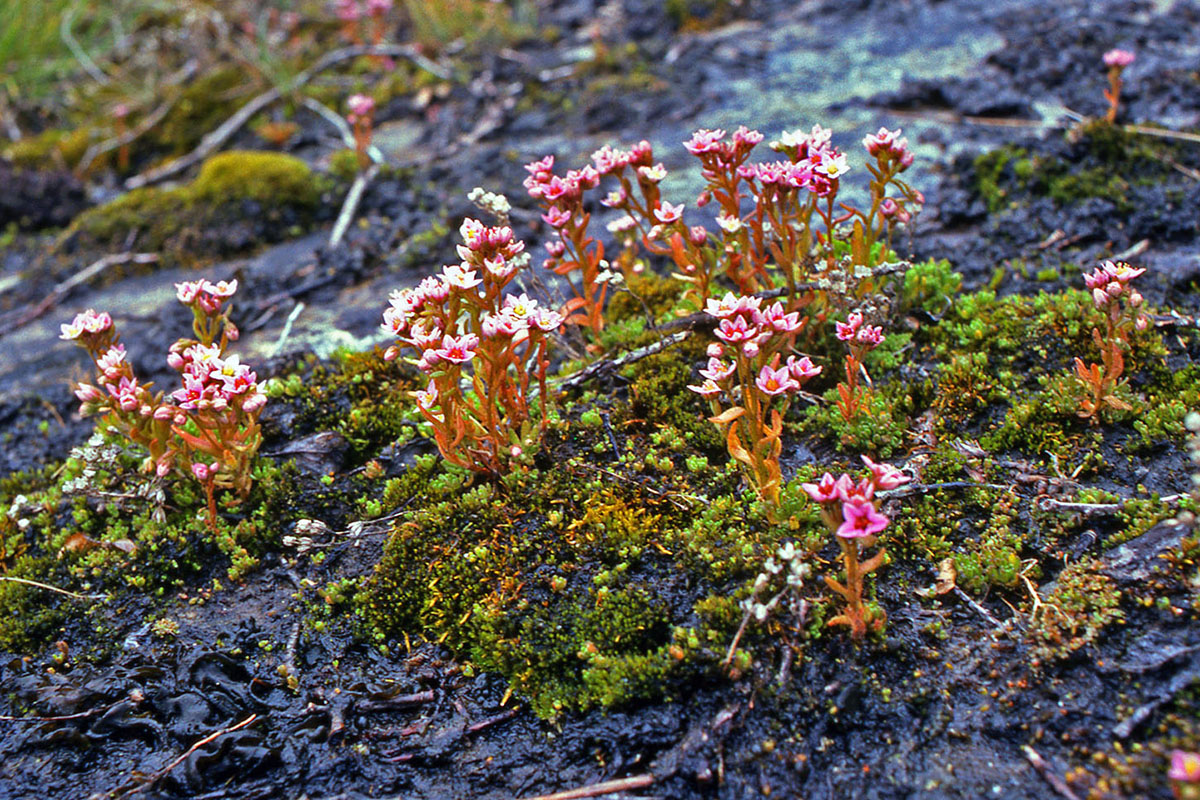 Crassulaceae Sedum villosum