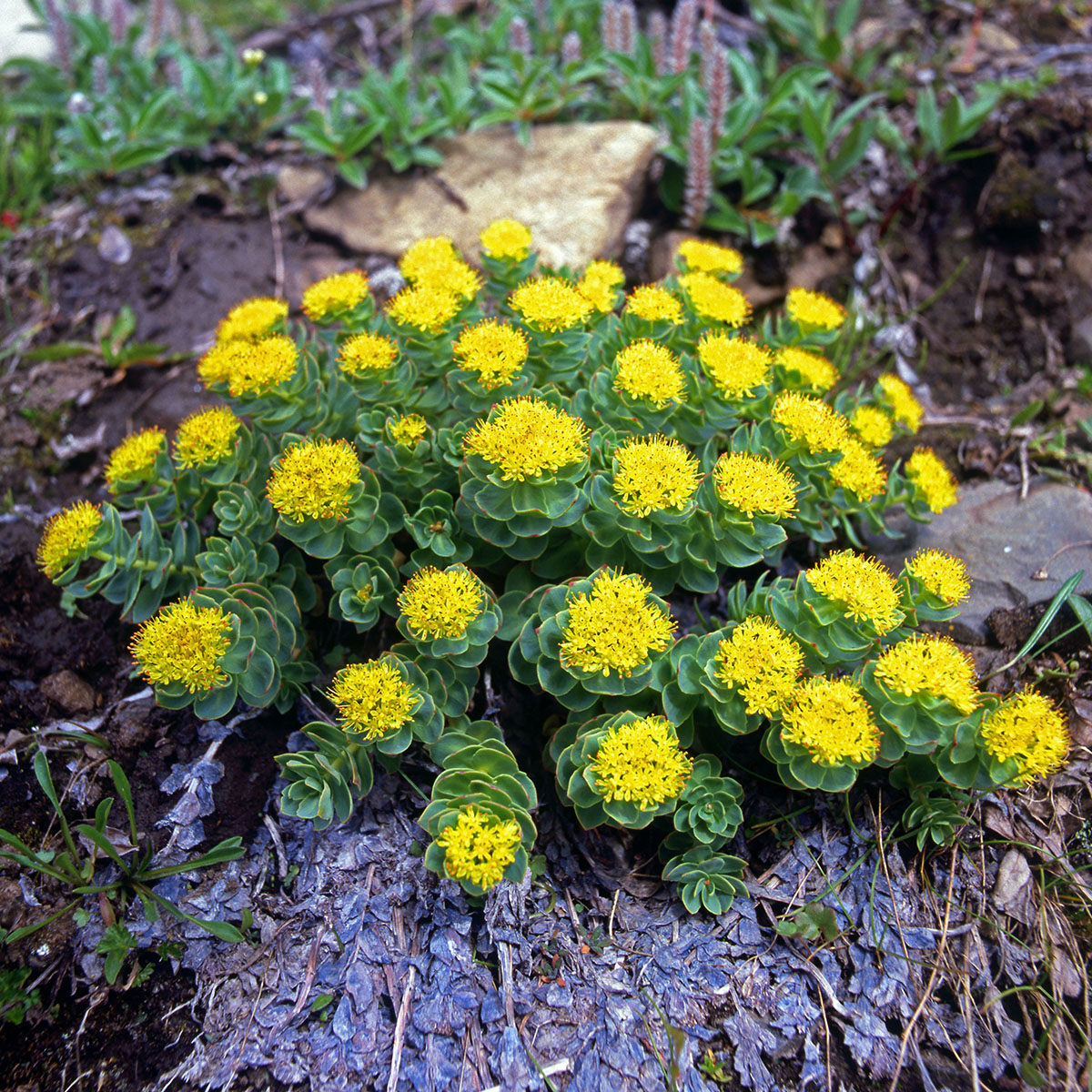 Crassulaceae Sedum roseum
