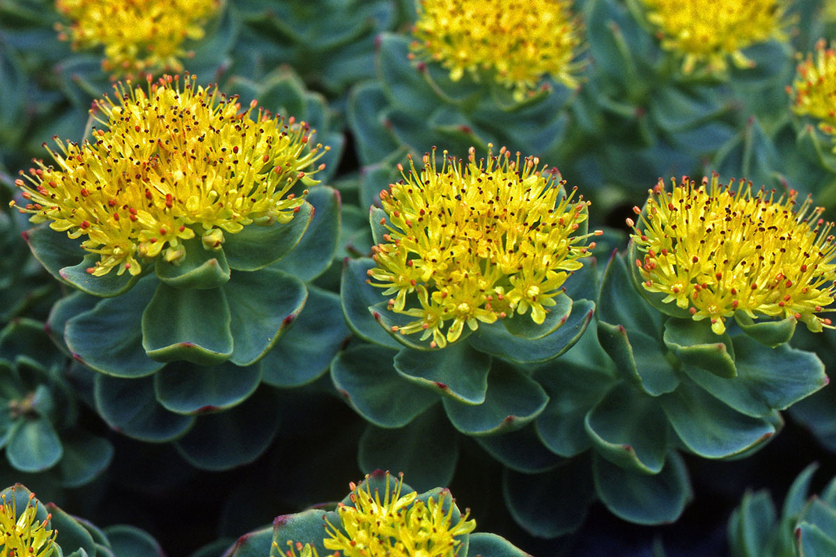 Crassulaceae Sedum roseum