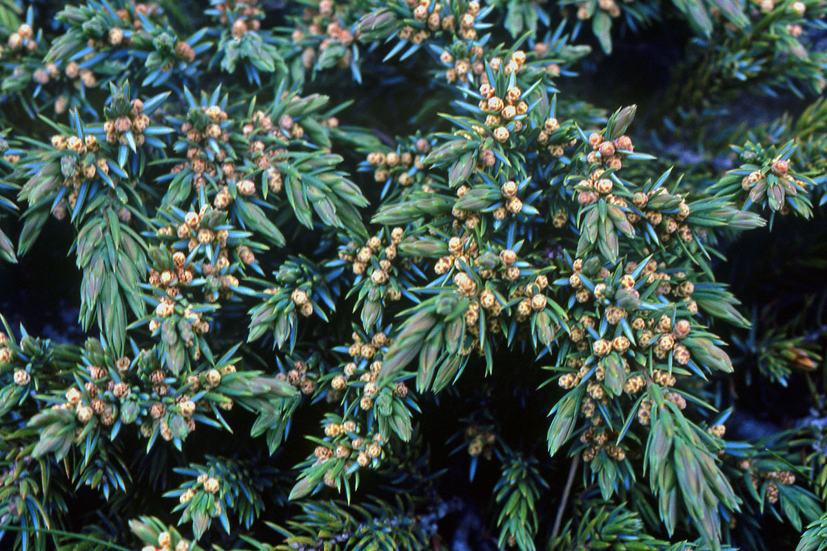Cupressaceae Juniperus communis