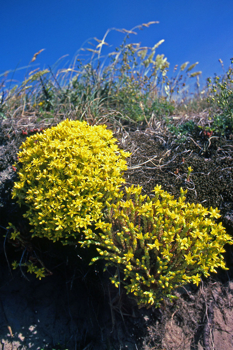 Crassulaceae Sedum acre