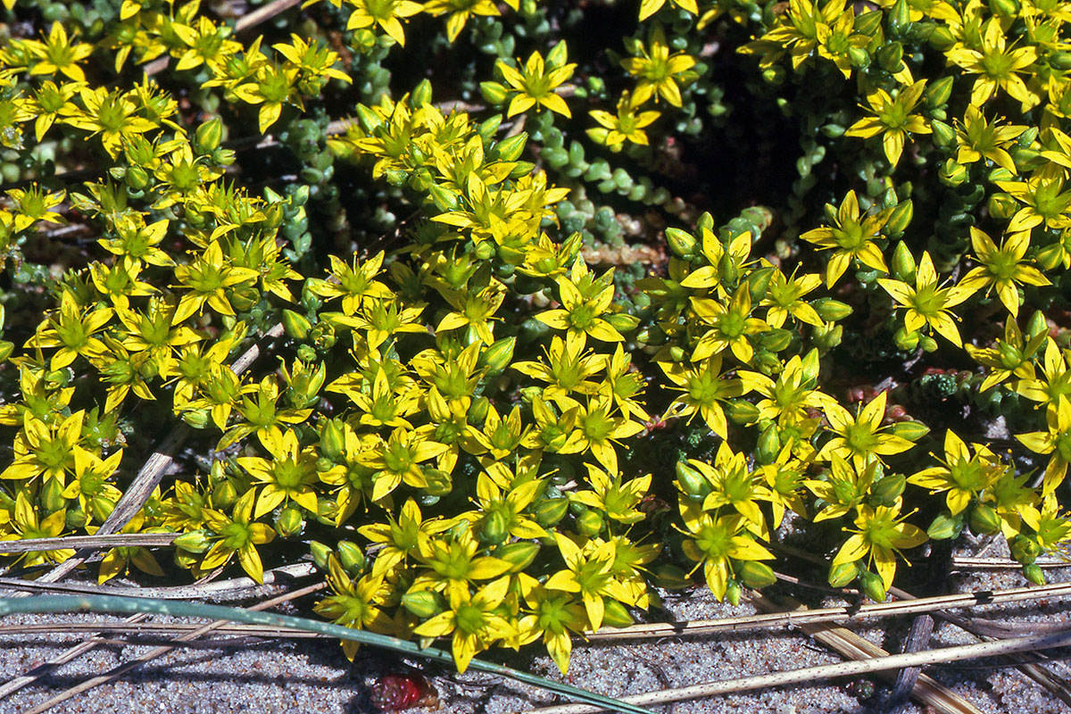 Crassulaceae Sedum acre