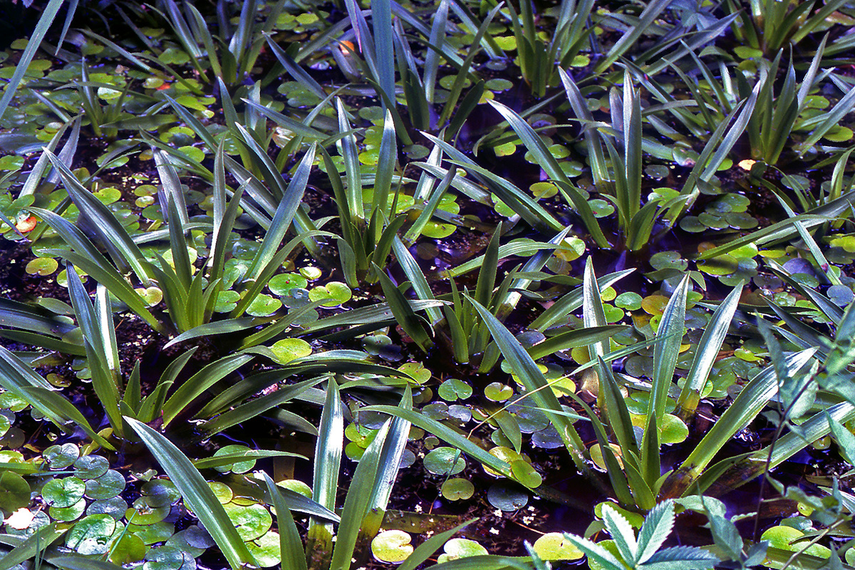 Hydrocharitaceae Stratiotes aloides