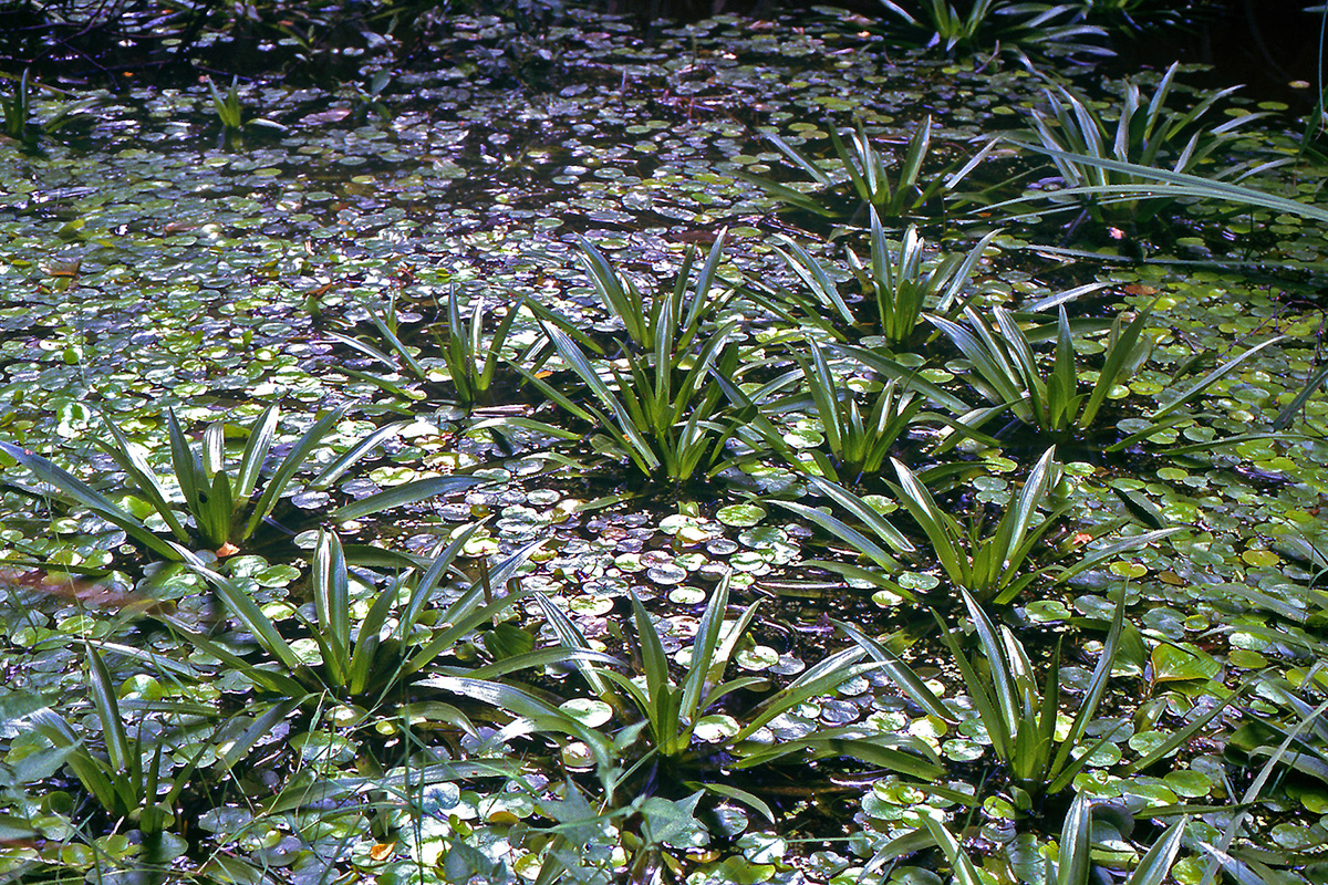 Hydrocharitaceae Stratiotes aloides