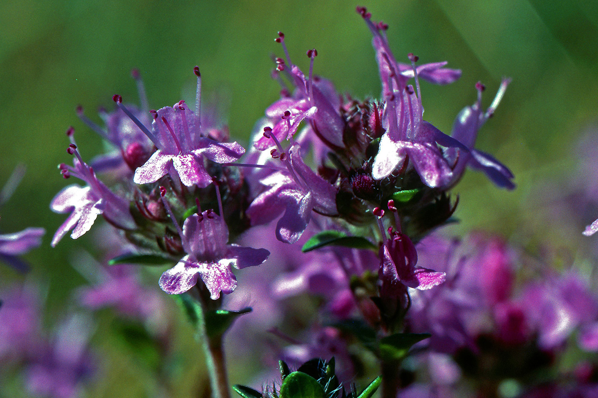 Lamiaceae Thymus serpyllum