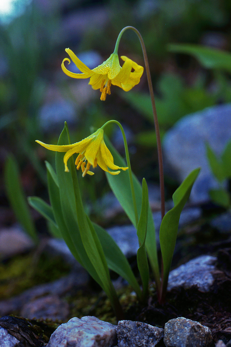 Liliaceae Erythronium grandiflorum