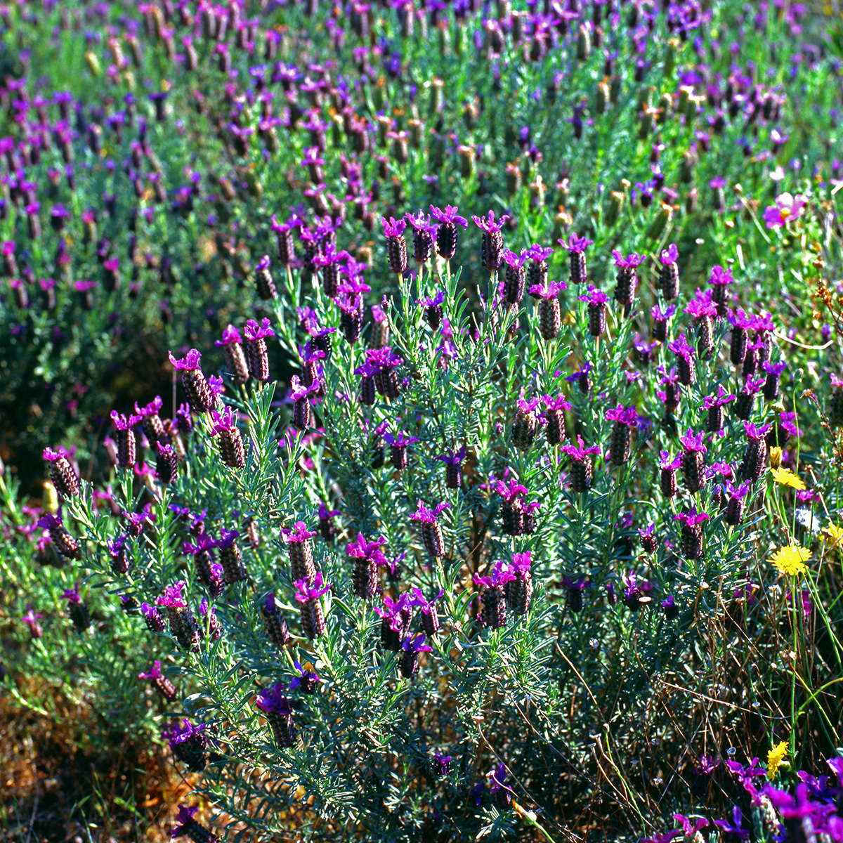 Lamiaceae Lavandula stoechas