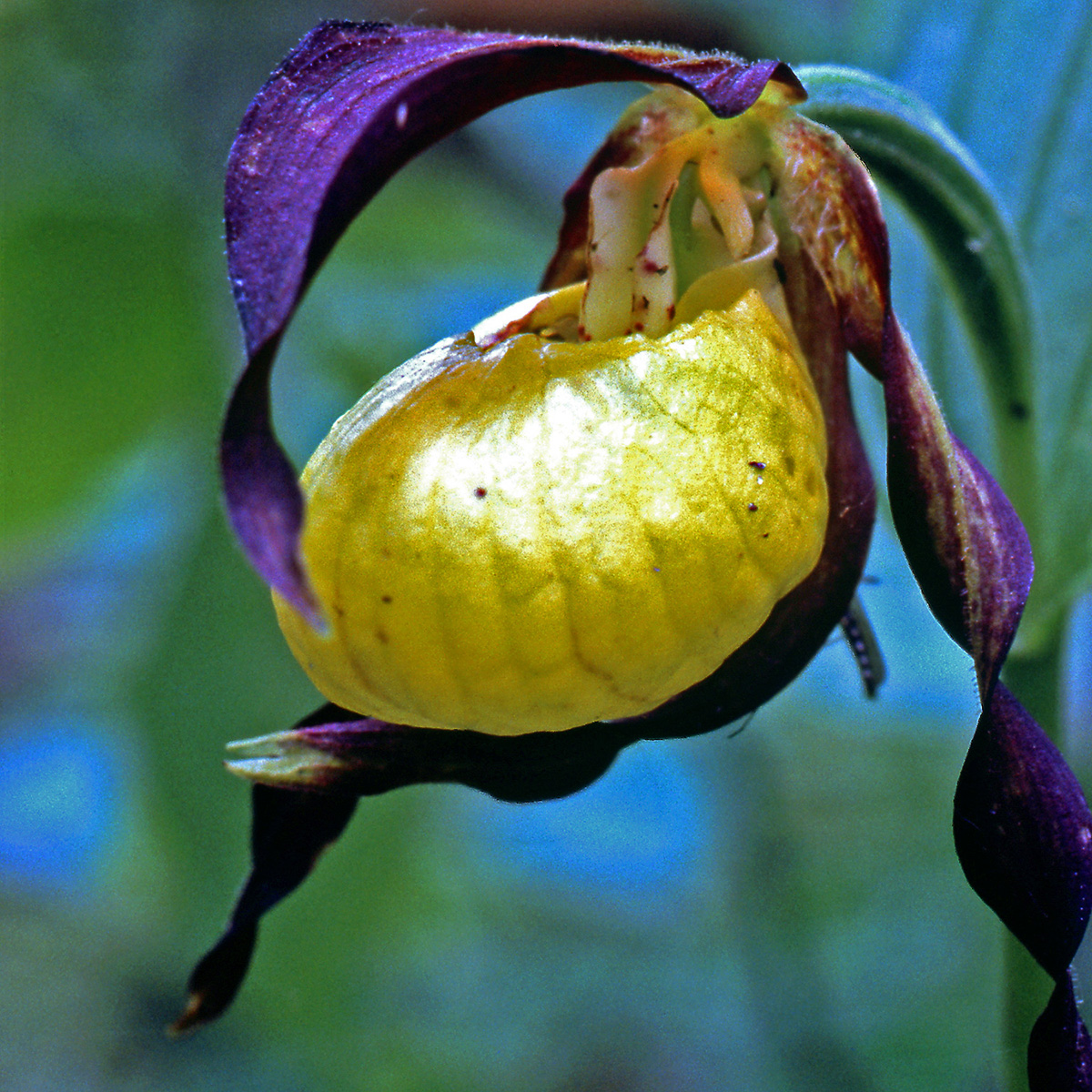 Orchidaceae Cypripedium calceolus