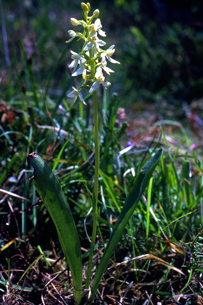 Orchidaceae Platanthera bifolia