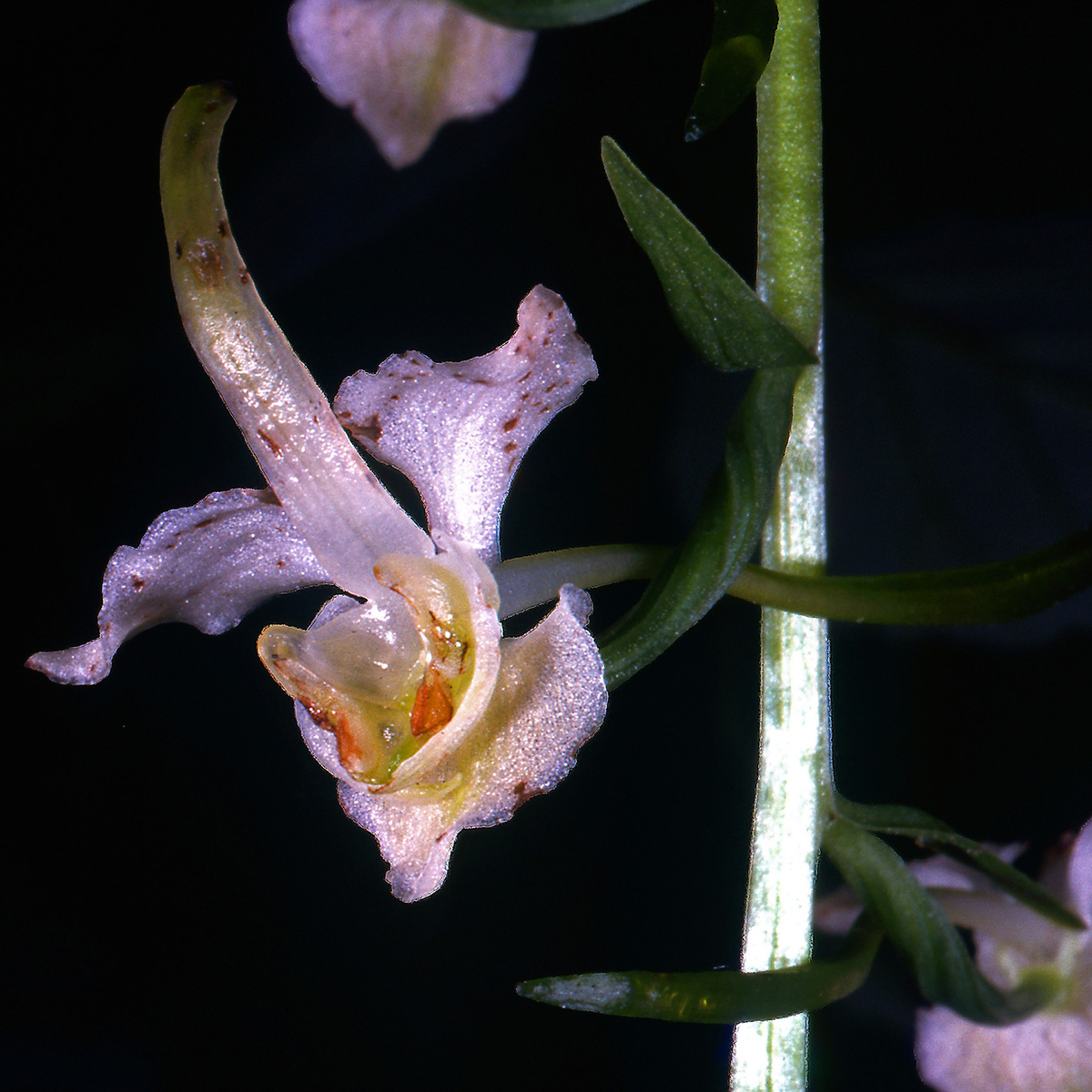 Orchidaceae Platanthera chlorantha