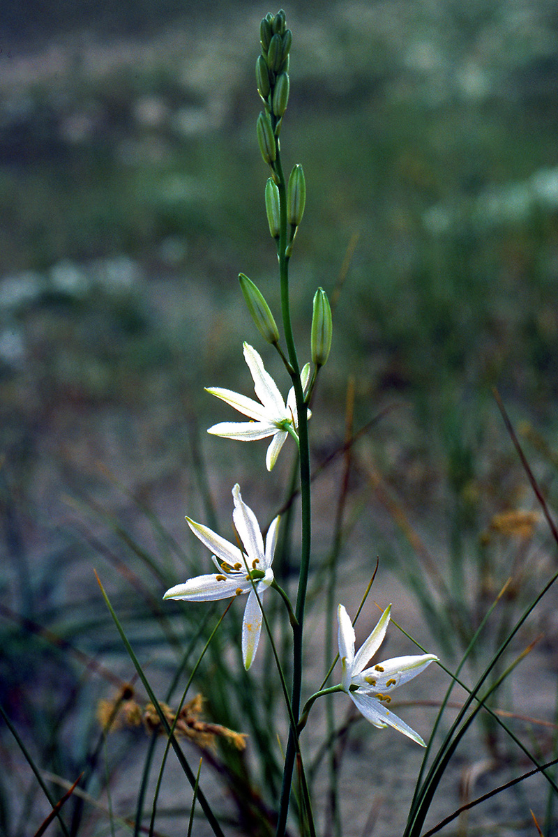 Asparagaceae Anthericum liliago