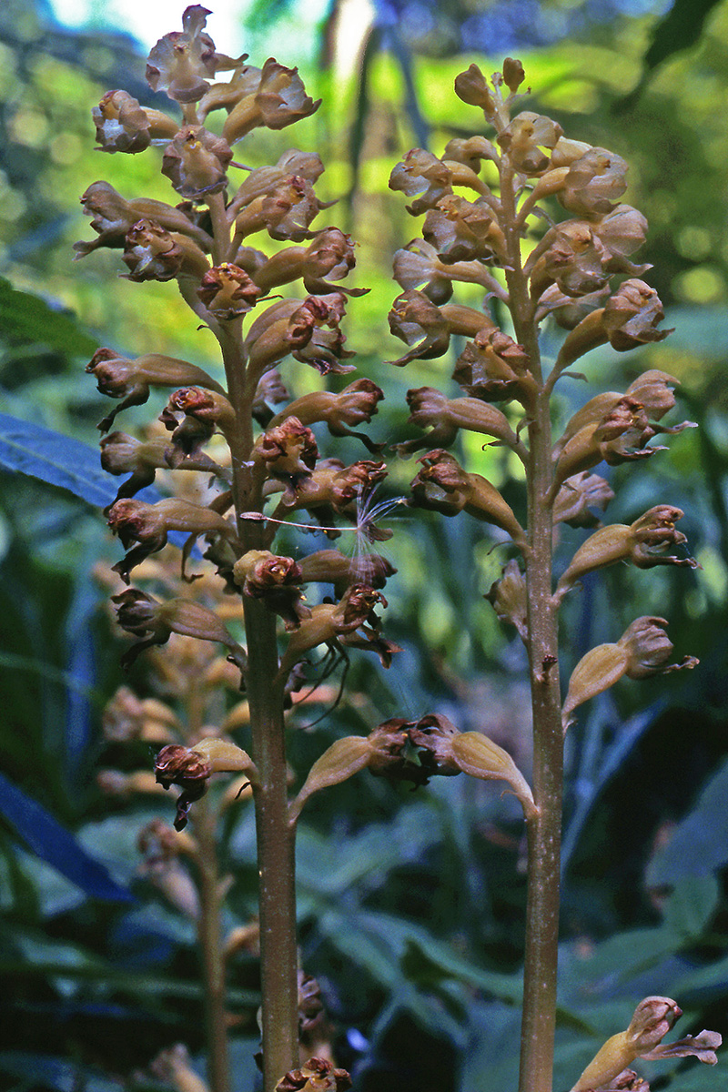 Orchidaceae Neottia nidus-avis