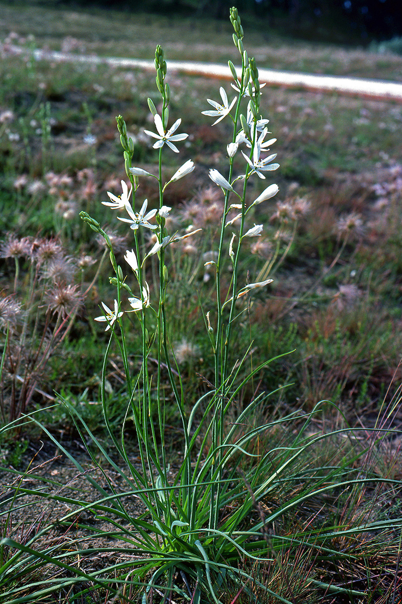 Asparagaceae Anthericum liliago