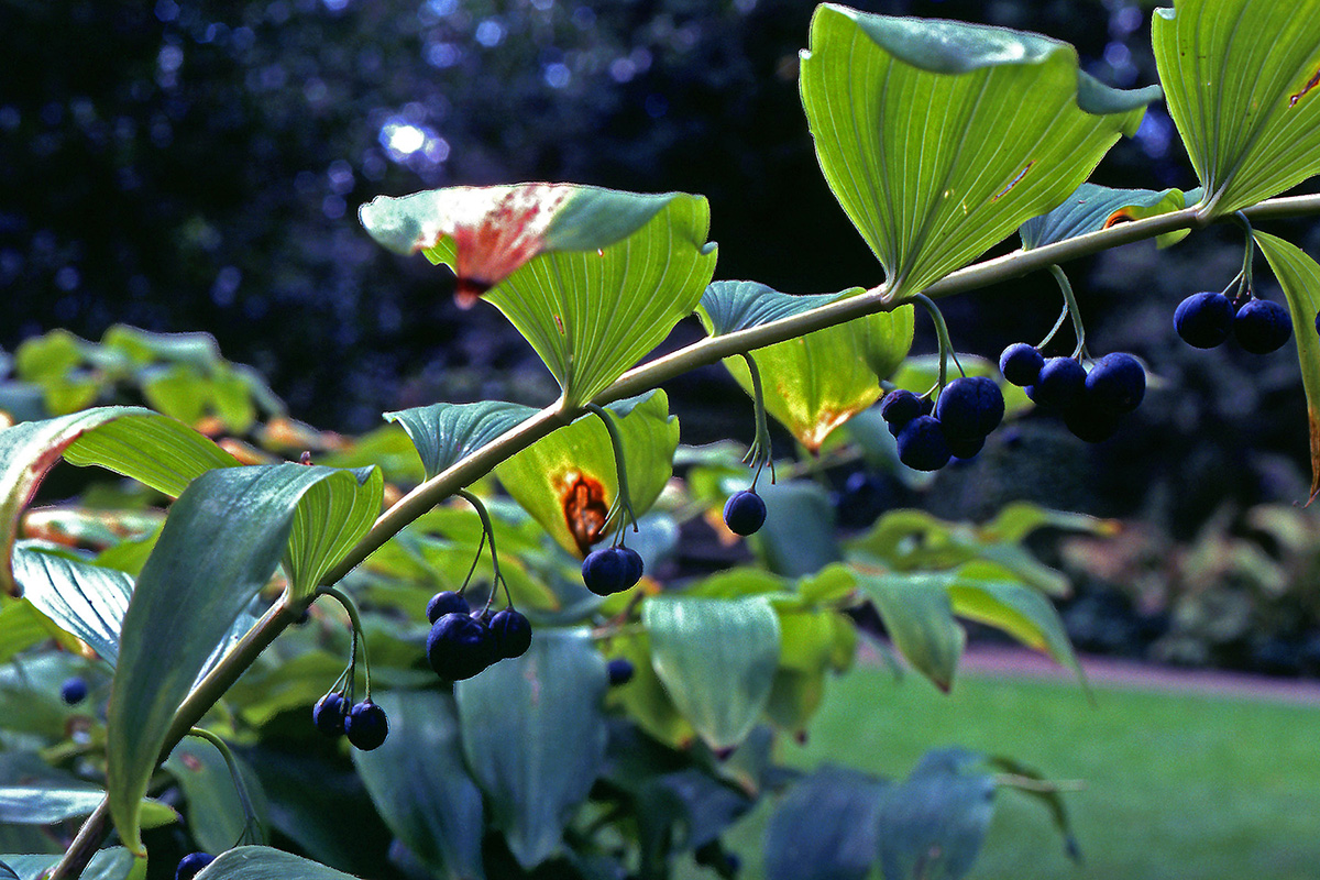 Asparagaceae Polygonatum multiflorum