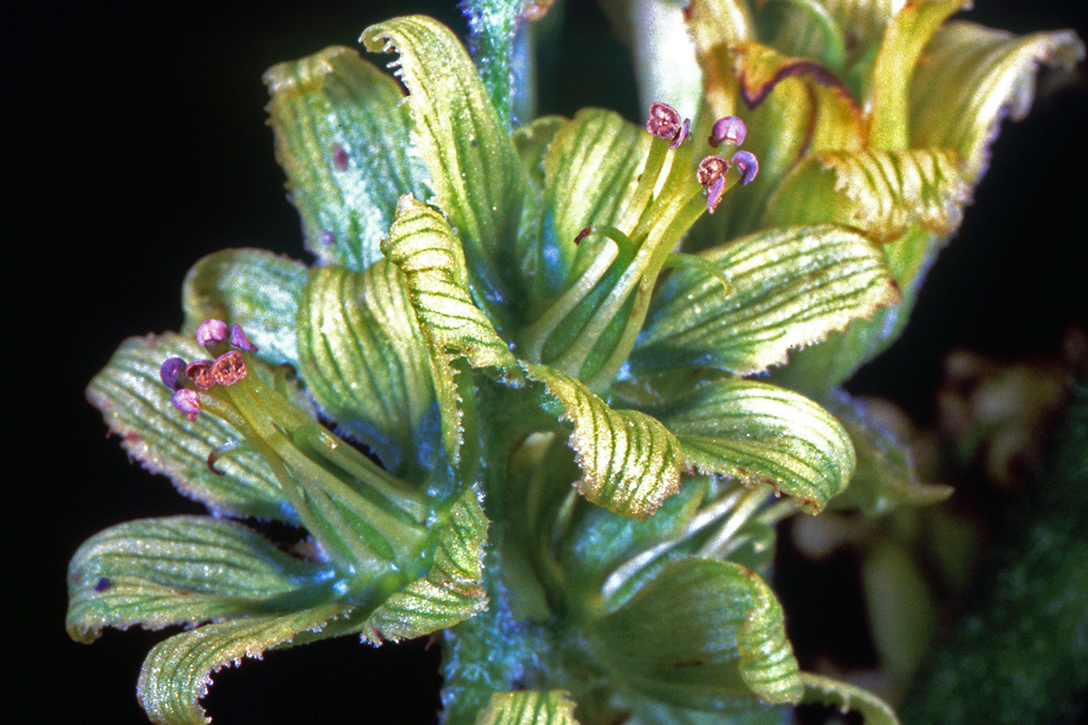 Melanthiaceae Veratrum album