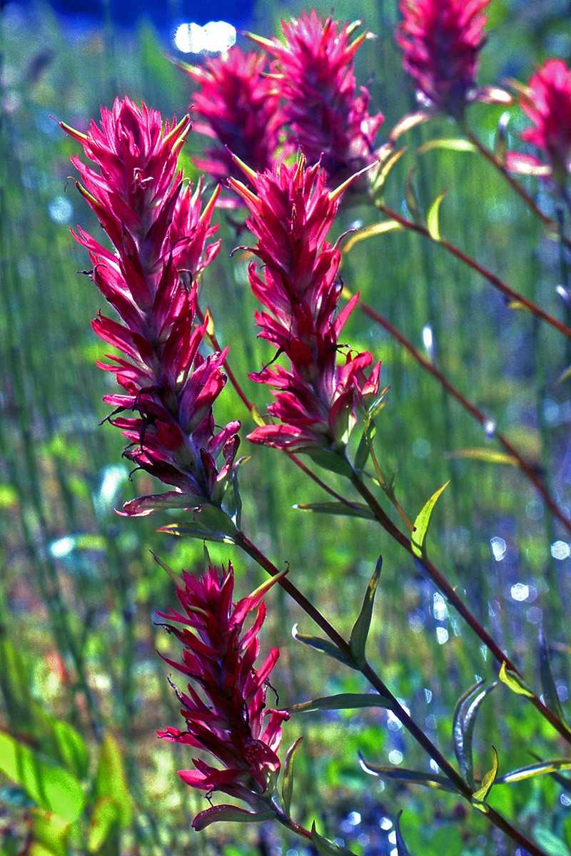 Orobanchaceae Castilleja miniata