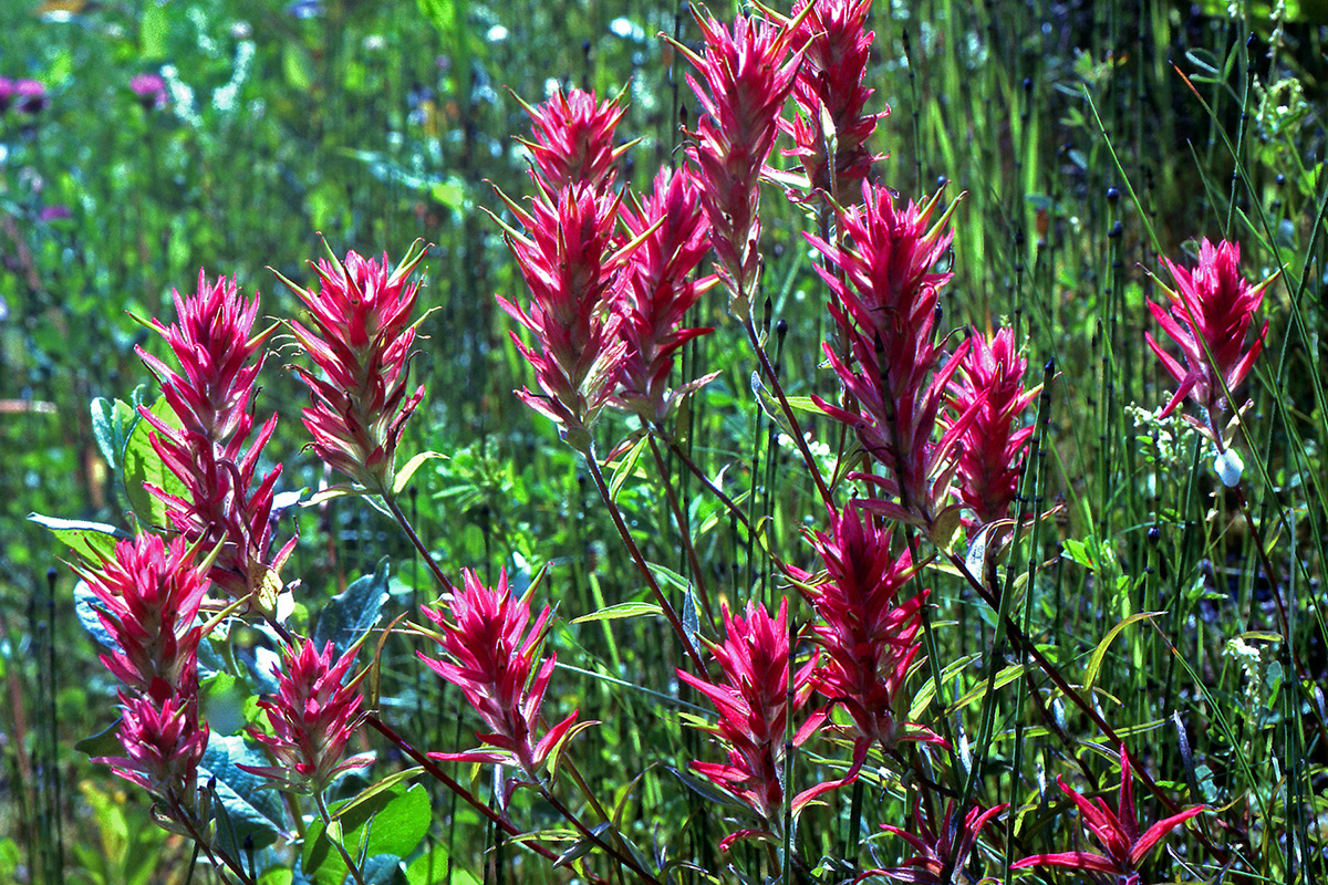 Orobanchaceae Castilleja miniata