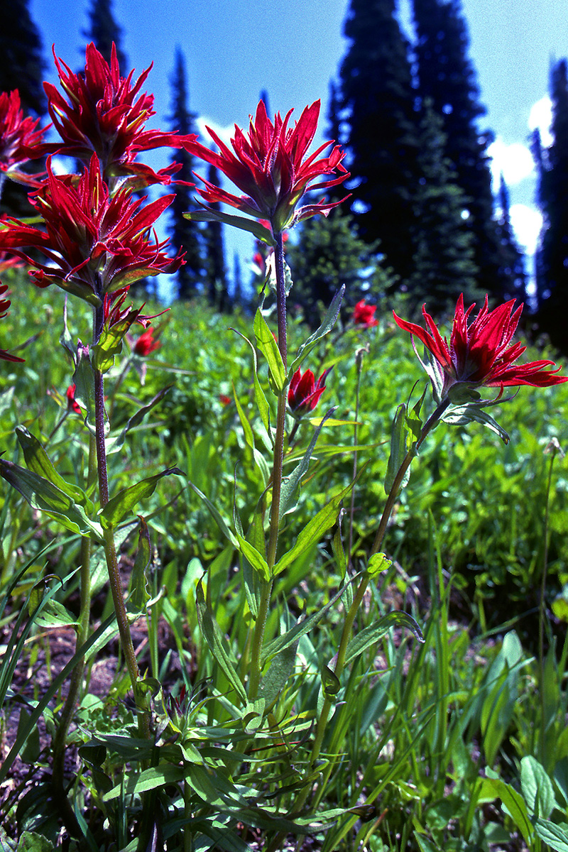 Orobanchaceae Castilleja miniata