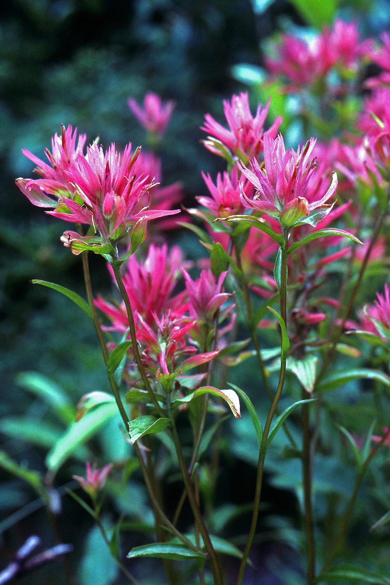 Orobanchaceae Castilleja miniata