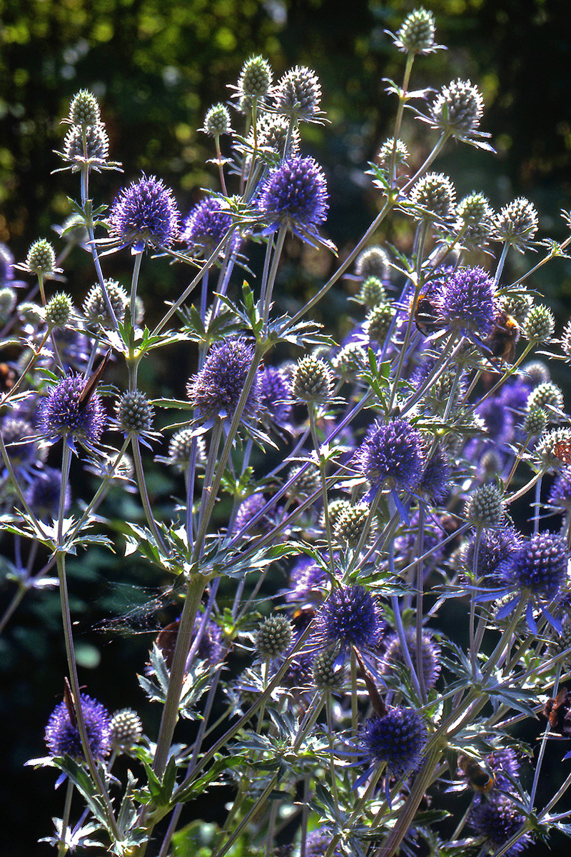 Apiaceae Eryngium alpinum