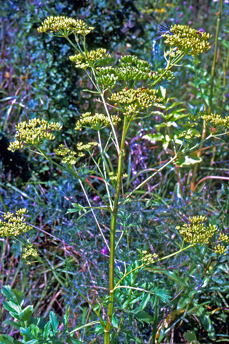 Apiaceae Pastinaca sativa