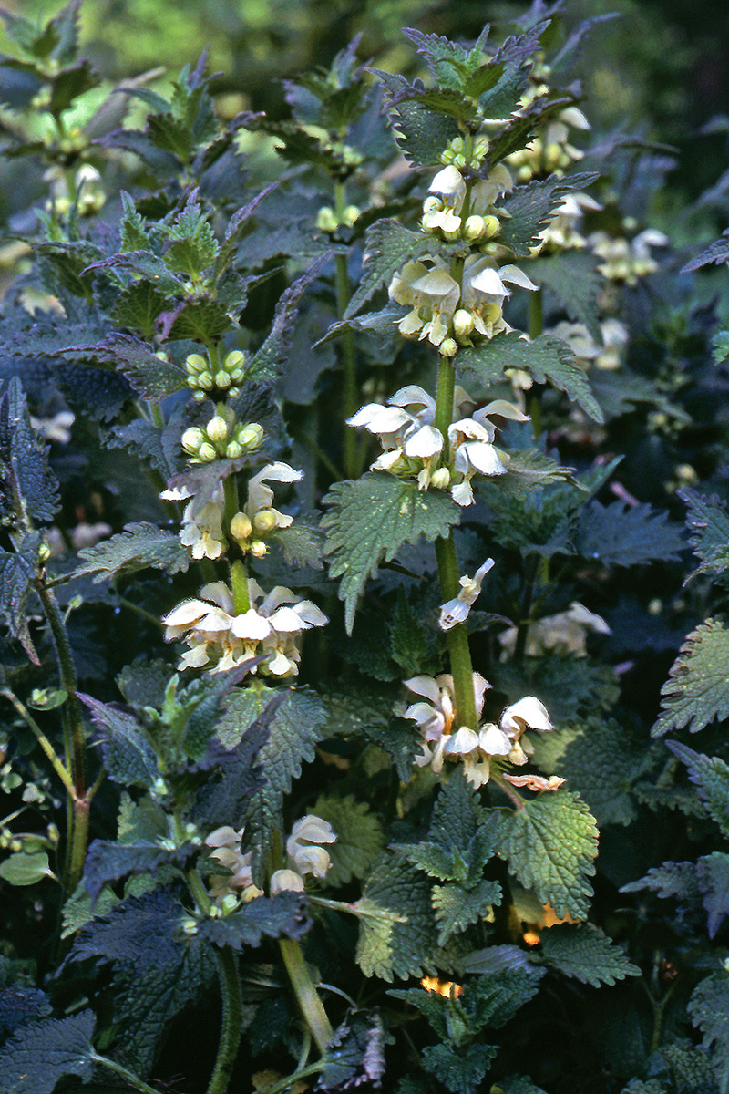 Lamiaceae Lamium album