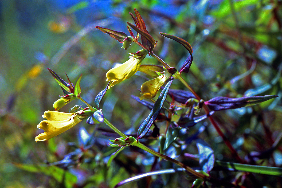 Orobanchaceae Melampyrum pratense