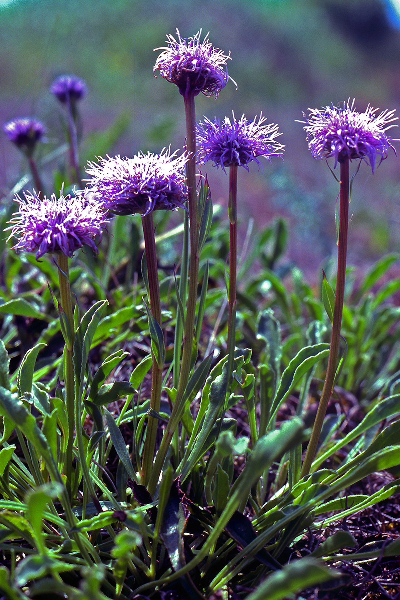 Plantaginaceae Globularia vulgaris
