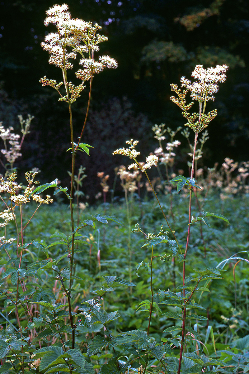 Rosaceae Filipendula ulmaria