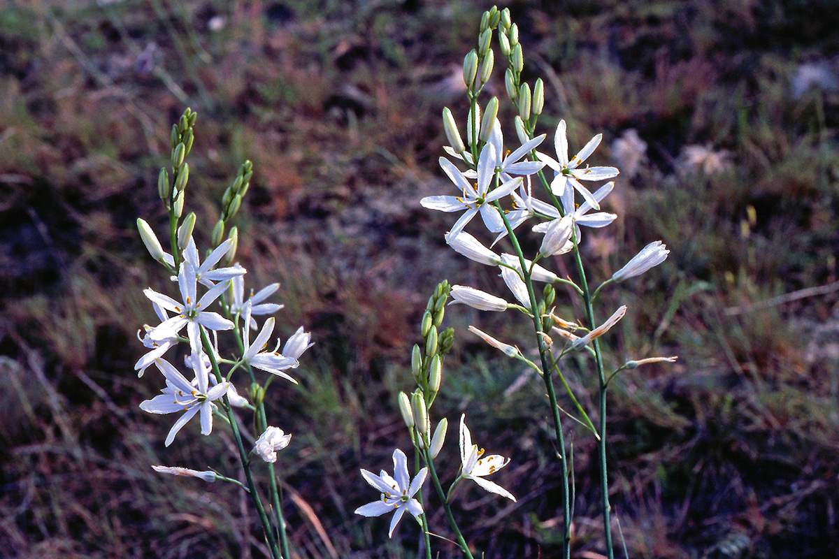 Asparagaceae Anthericum liliago