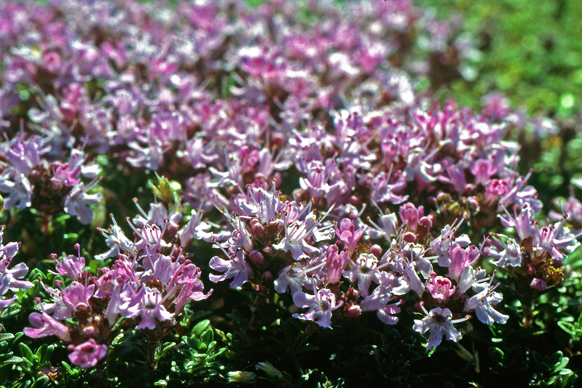Lamiaceae Thymus serpyllum
