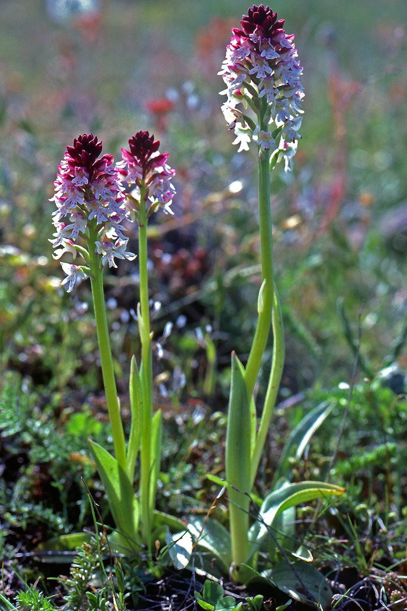 Orchidaceae Neotinea ustulata