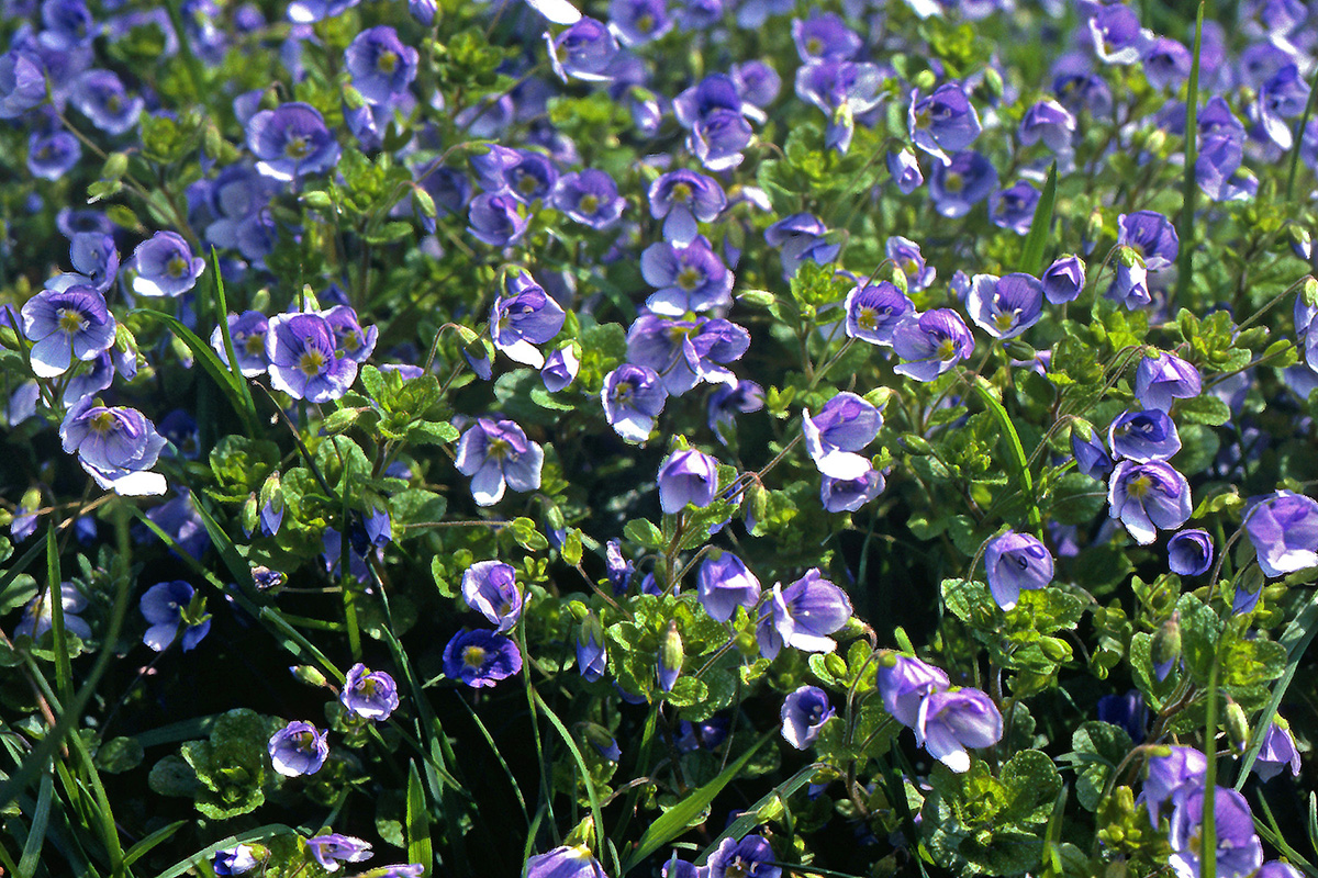 Plantaginaceae Veronica filiformis