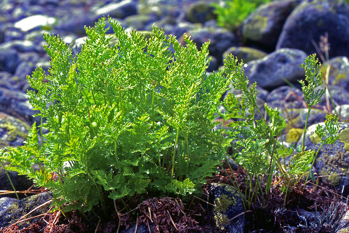 Pteridaceae Cryptogramma crispa