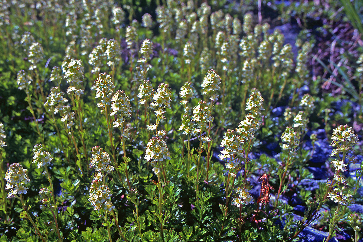 Rosaceae Luetkea pectinata