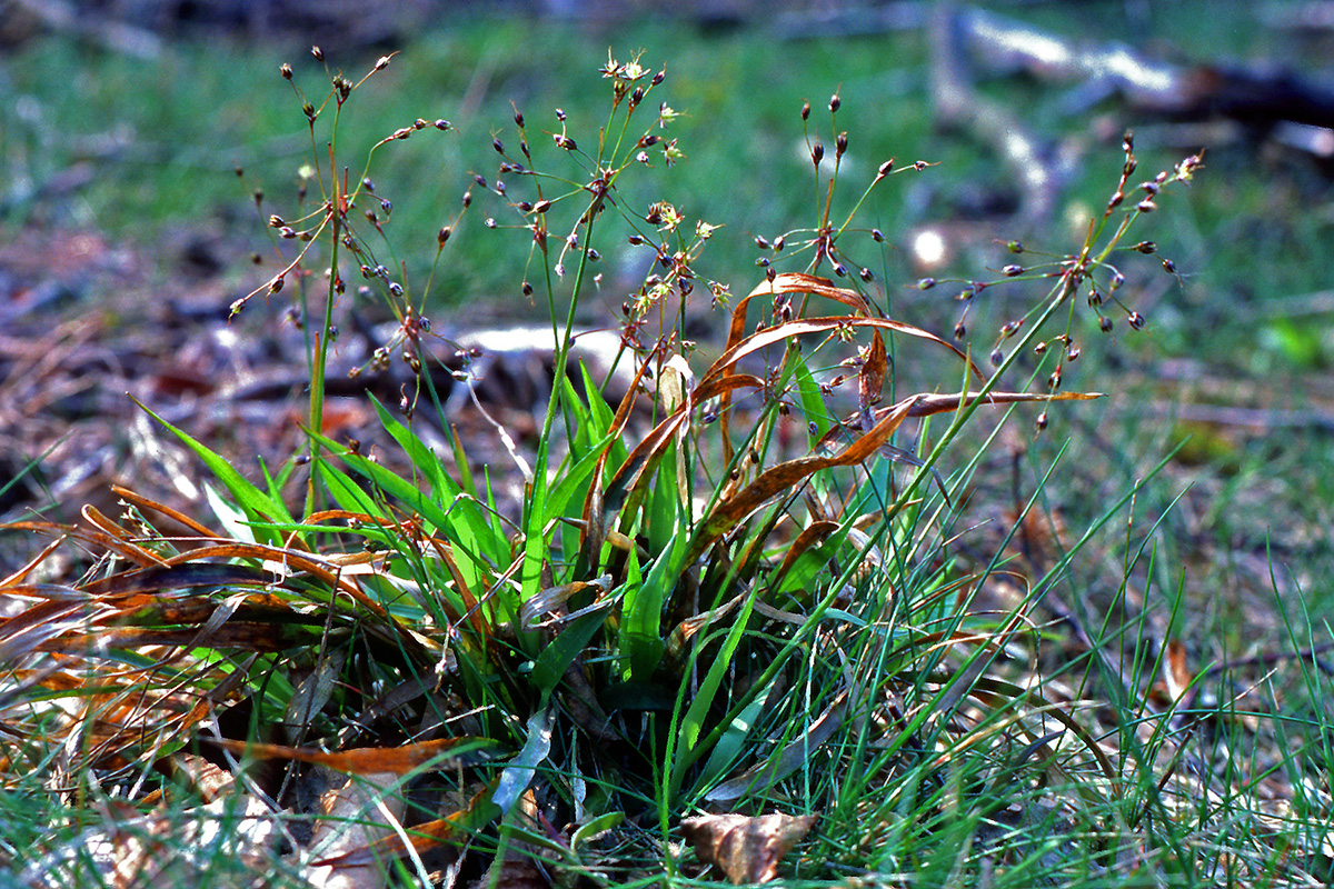 Juncaceae Luzula pilosa