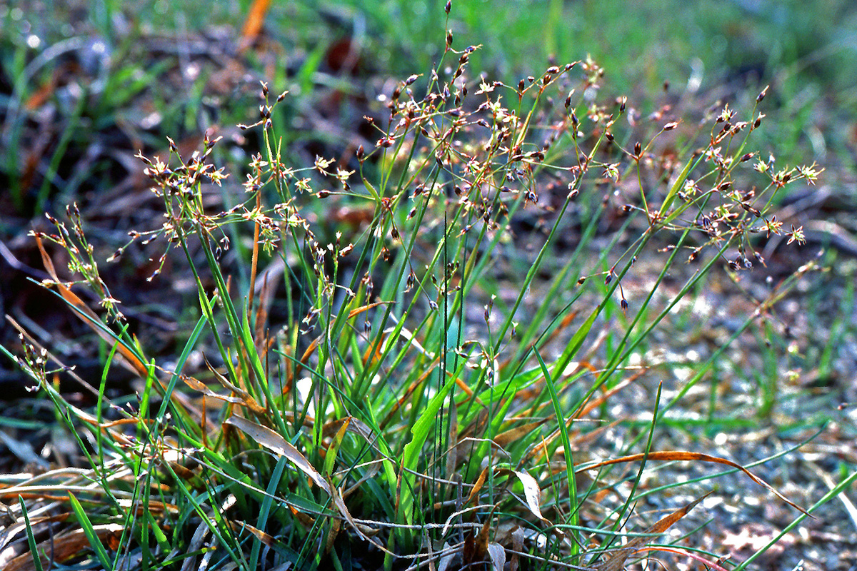 Juncaceae Luzula pilosa
