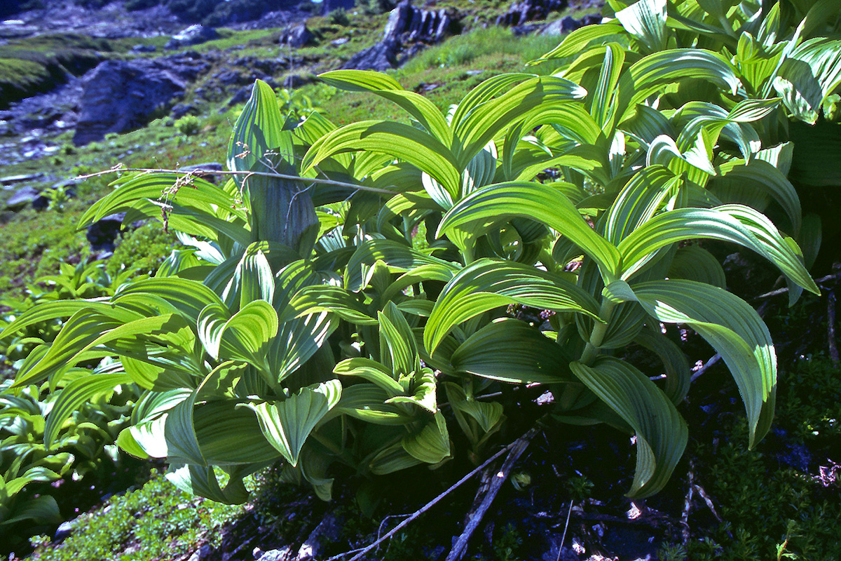Melanthiaceae Veratrum viride