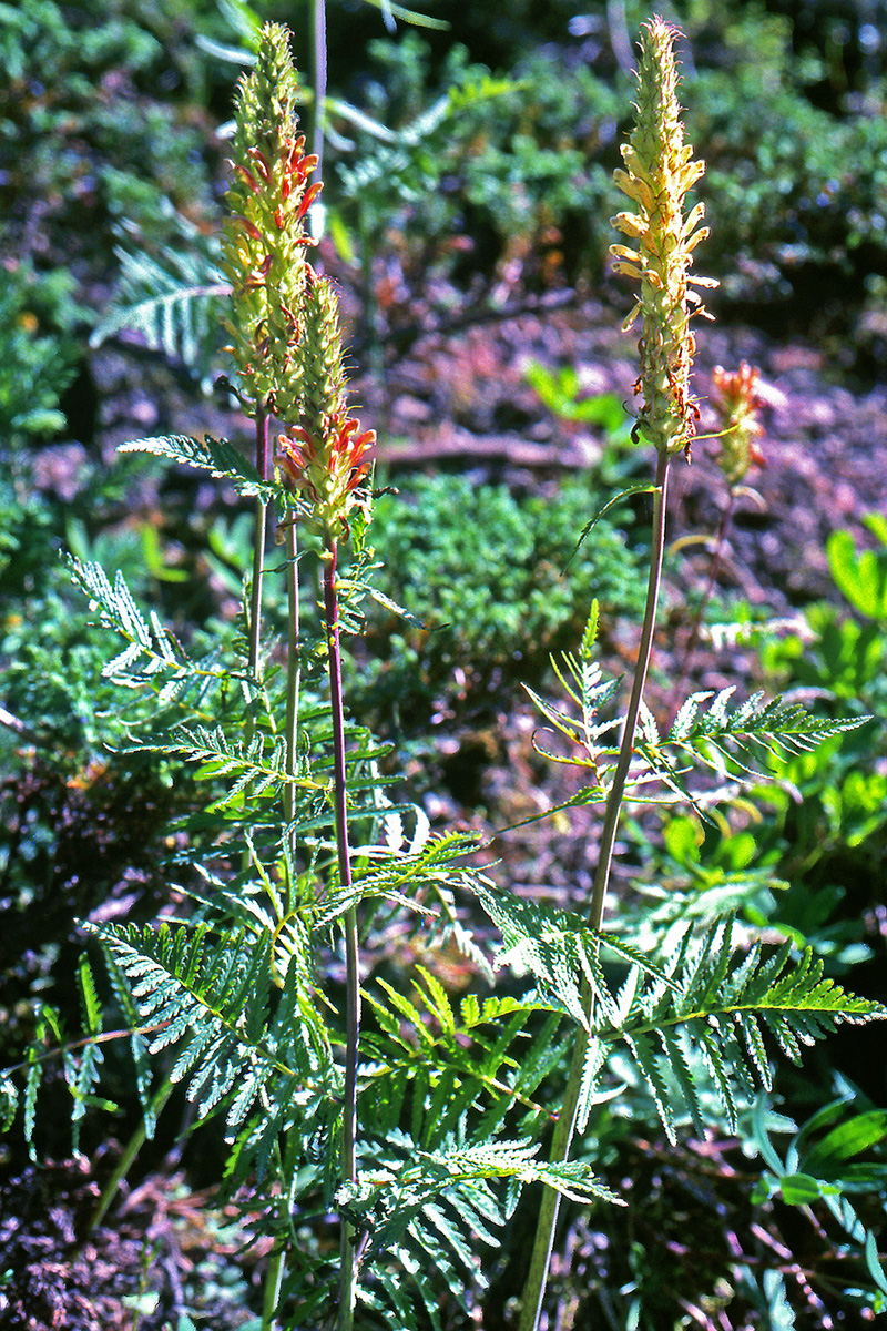 Orobanchaceae Pedicularis bracteosa